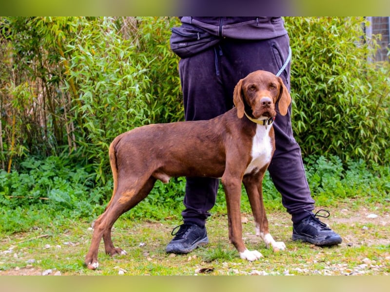 Emilio  - Pointer-Mix, lieb und verträglich