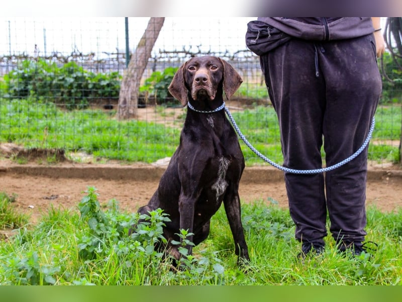 Artego, Braco Alemao / Portugiesischer Pointer/Bracke, lieb und verträglich