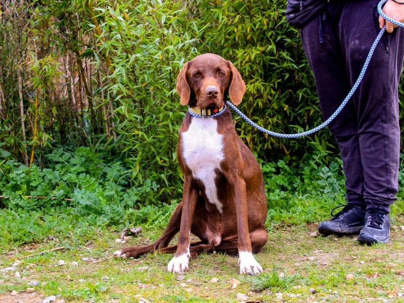 Emilio  - Pointer-Mix, lieb und verträglich