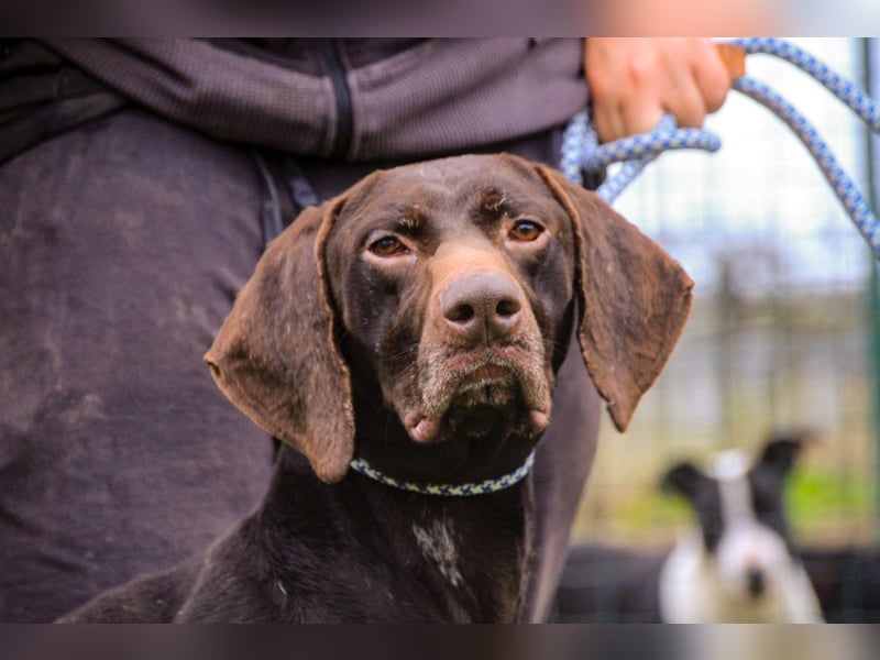 Artego, Braco Alemao / Portugiesischer Pointer/Bracke, lieb und verträglich