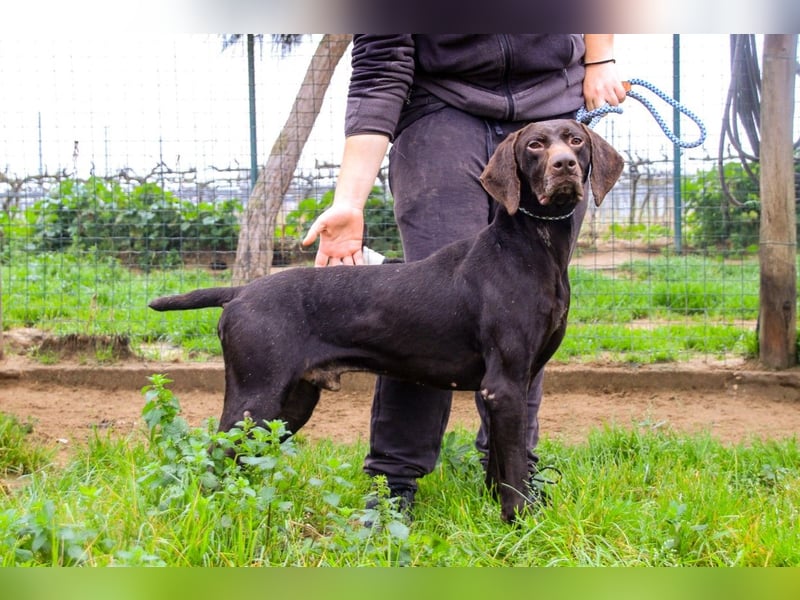 Artego, Braco Alemao / Portugiesischer Pointer/Bracke, lieb und verträglich