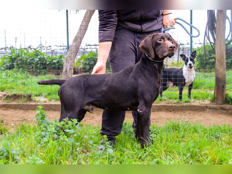 Artego, Braco Alemao / Portugiesischer Pointer/Bracke, lieb und verträglich