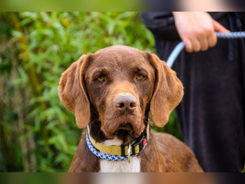 Emilio  - Pointer-Mix, lieb und verträglich