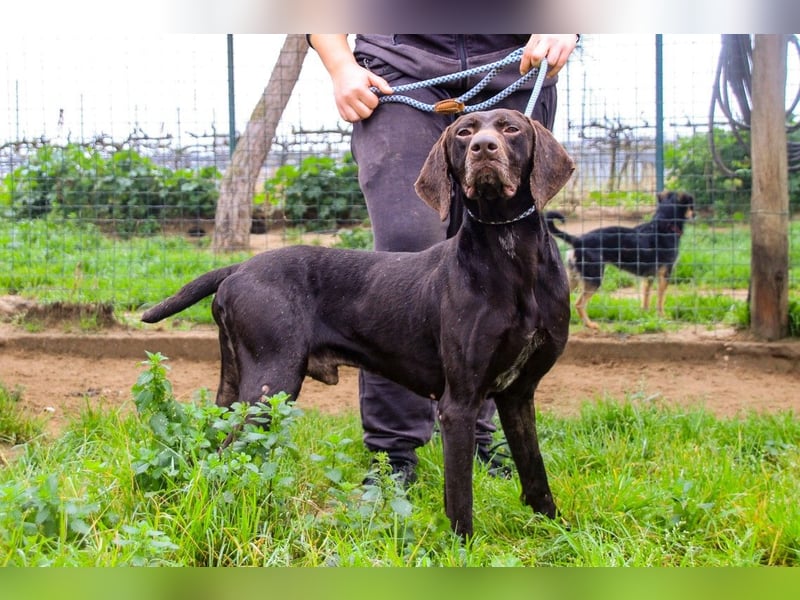 Artego, Braco Alemao / Portugiesischer Pointer/Bracke, lieb und verträglich