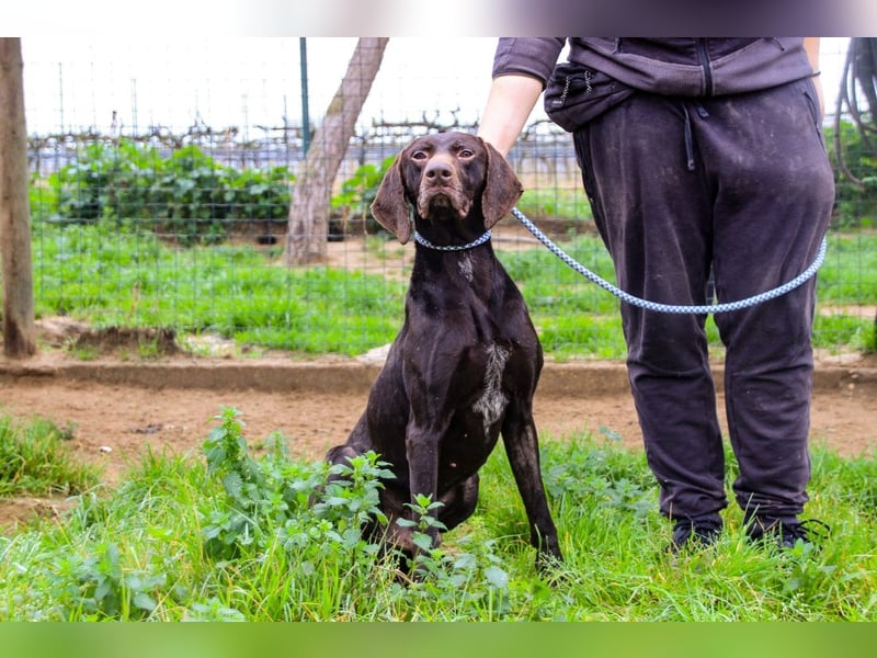 Artego, Braco Alemao / Portugiesischer Pointer/Bracke, lieb und verträglich