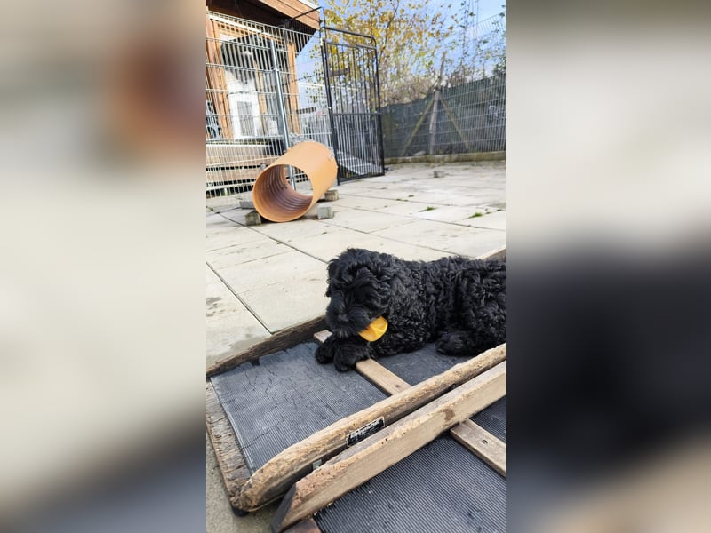 Portugiesische Wasserhund-Welpen