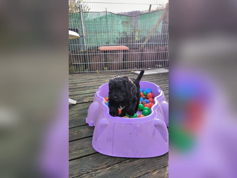 Portugiesische Wasserhund-Welpen