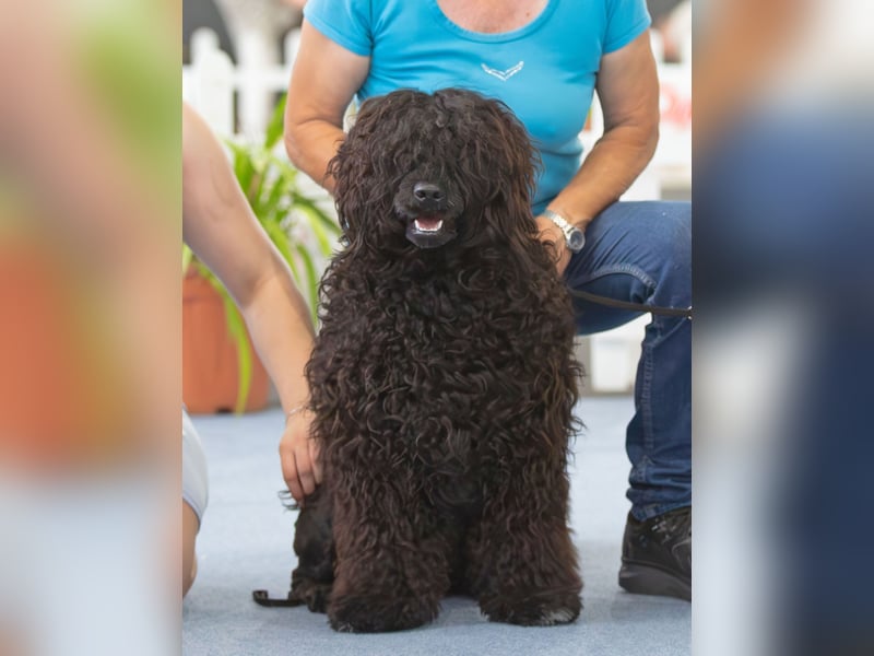 Portugiesische Wasserhund-Welpen