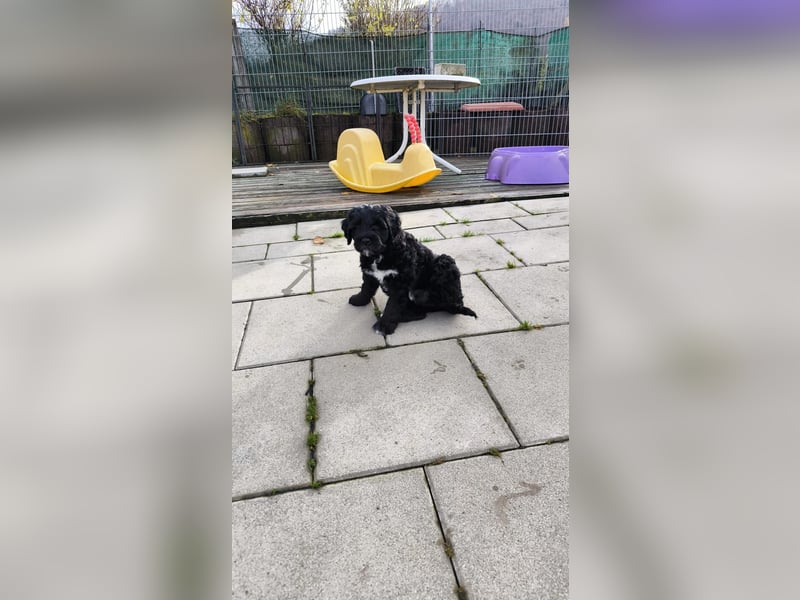 Portugiesische Wasserhund-Welpen