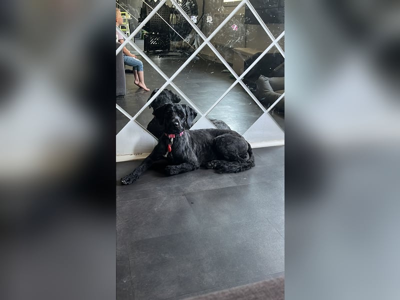 Portugiesischer Wasserhund Portugiesischer Wasserhund