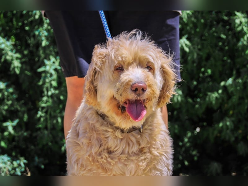 Laika, Portugiesischer Wasserhund / Cao de Agua Portugues / Serra de Aires