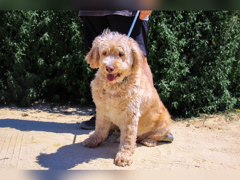 Laika, Portugiesischer Wasserhund / Cao de Agua Portugues / Serra de Aires