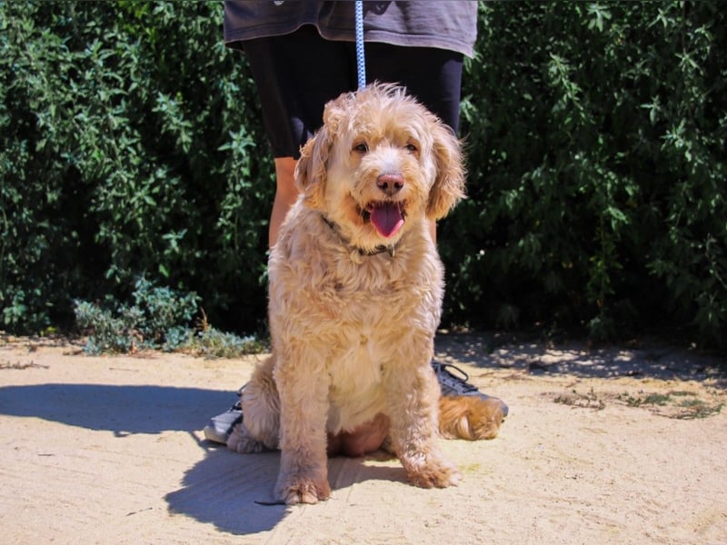 Laika, Portugiesischer Wasserhund / Cao de Agua Portugues / Serra de Aires