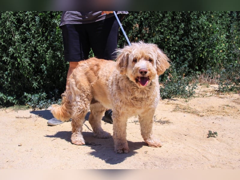 Laika, Portugiesischer Wasserhund / Cao de Agua Portugues / Serra de Aires