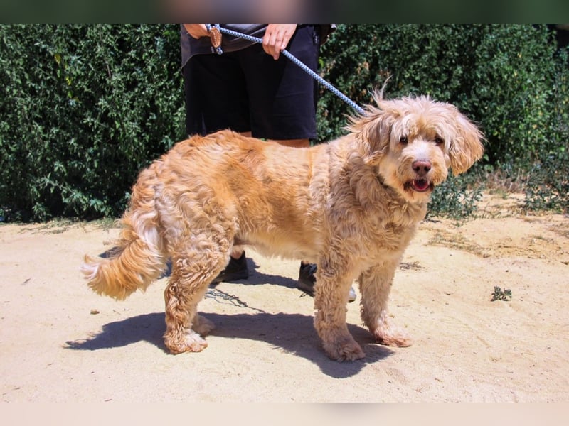 Laika, Portugiesischer Wasserhund / Cao de Agua Portugues / Serra de Aires
