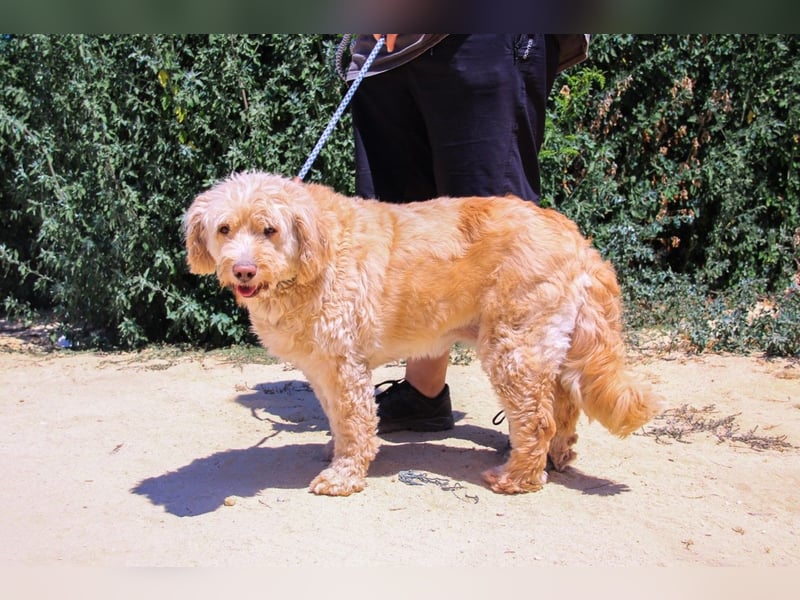 Laika, Portugiesischer Wasserhund / Cao de Agua Portugues / Serra de Aires