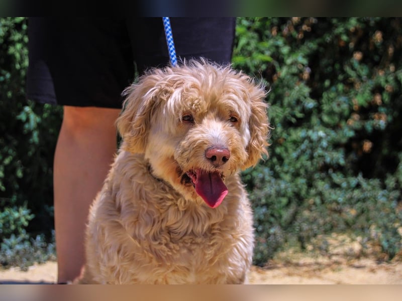 Laika, Portugiesischer Wasserhund / Cao de Agua Portugues / Serra de Aires