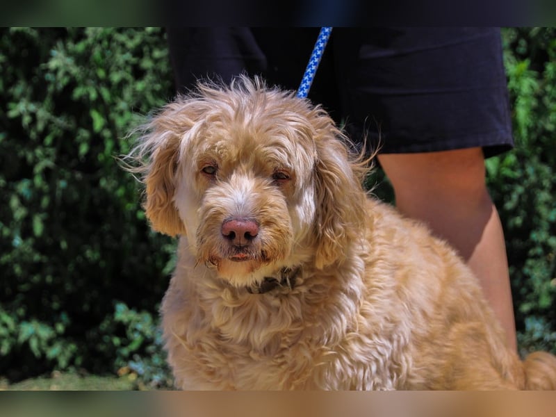 Laika, Portugiesischer Wasserhund / Cao de Agua Portugues / Serra de Aires
