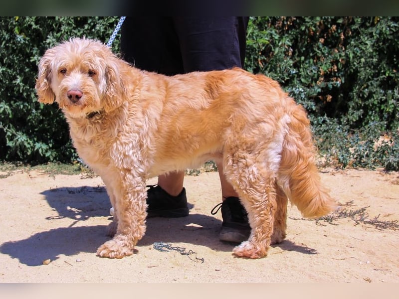 Laika, Portugiesischer Wasserhund / Cao de Agua Portugues / Serra de Aires