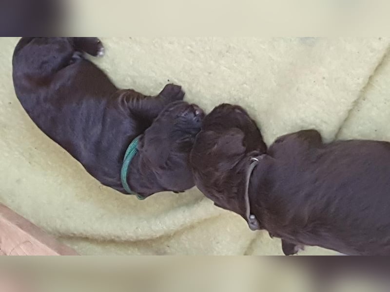 Portugiesischer Wasserhund-Welpe aus der Welpenkrippe®