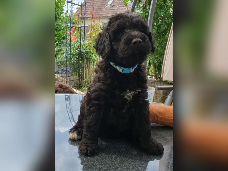 Portugiesischer Wasserhund-Welpe aus der Welpenkrippe®