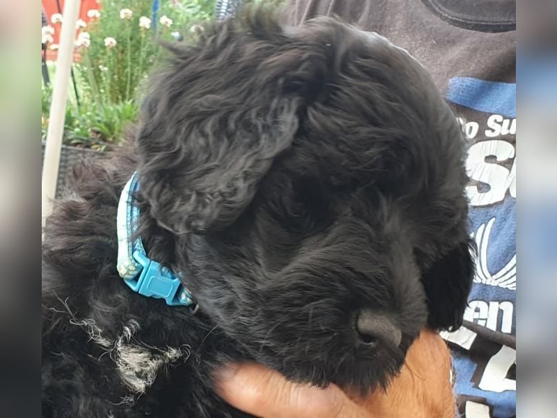Portugiesischer Wasserhund-Welpe aus der Welpenkrippe®