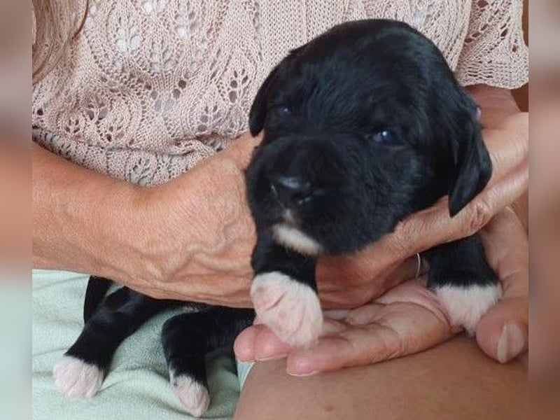 Portugiesische Wasserhund-Welpen aus der Welpenkrippe®