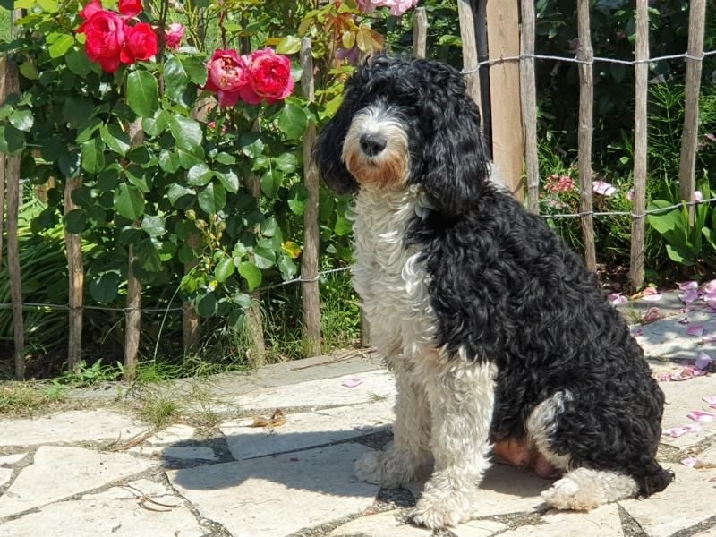 Portugiesische Wasserhund-Welpen aus der Welpenkrippe®