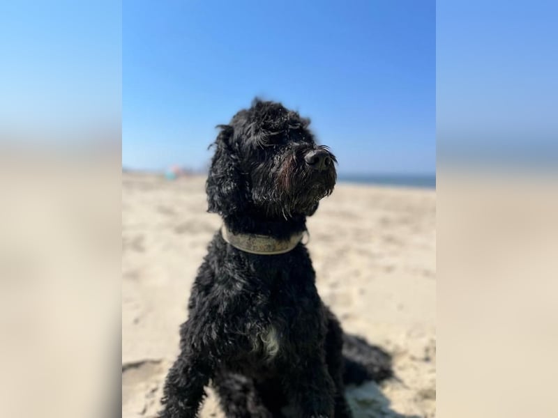 Portugiesische Wasserhund-Welpen aus der Welpenkrippe®