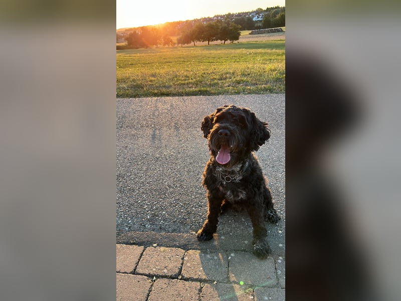 Deckrüde Portugiesischer Wasserhund (unverkäuflich)