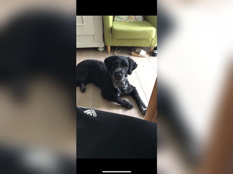 Deckrüde Portugiesischer Wasserhund (unverkäuflich)