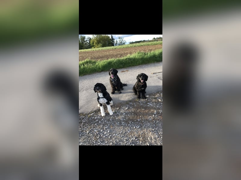 Deckrüde Portugiesischer Wasserhund (unverkäuflich)