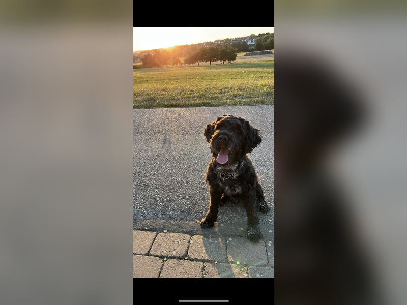 Deckrüde Portugiesischer Wasserhund (unverkäuflich)