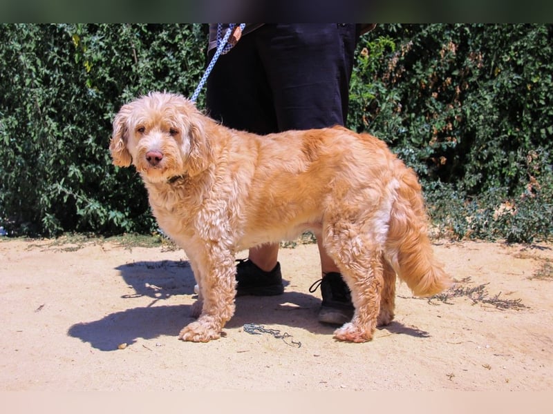 Lebensfrohe Seniorin ❤️ Laika - hat unverschuldet ihr Zuhause verloren !