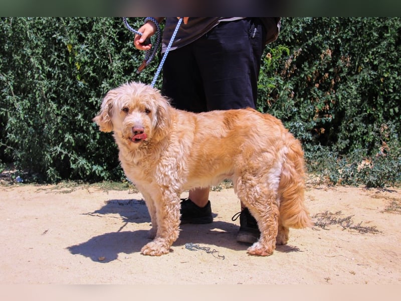 Lebensfrohe Seniorin ❤️ Laika - hat unverschuldet ihr Zuhause verloren !