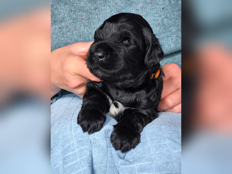 Portugiesischer Wasserhund - Welpen