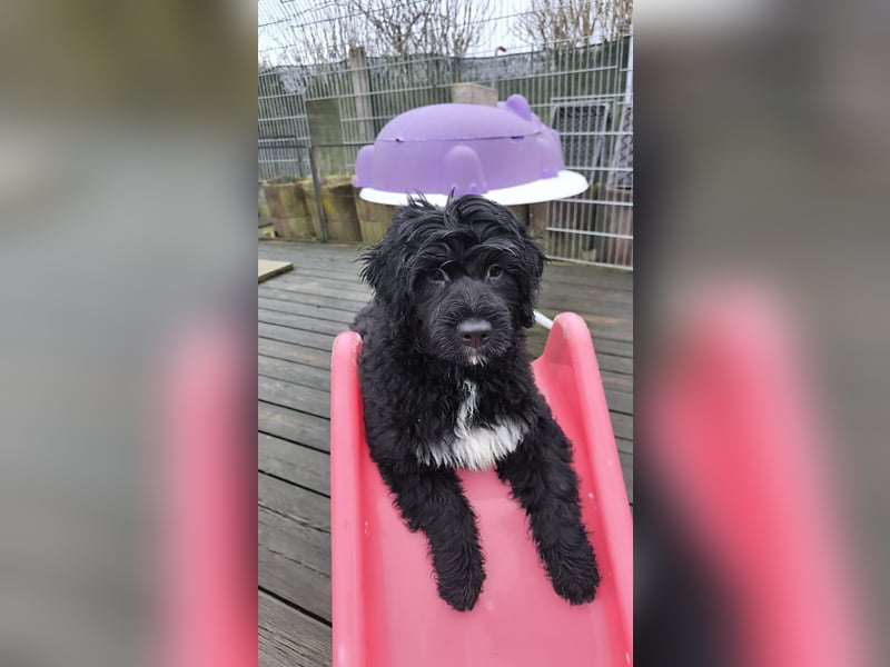 Portugiesische Wasserhund-Welpen