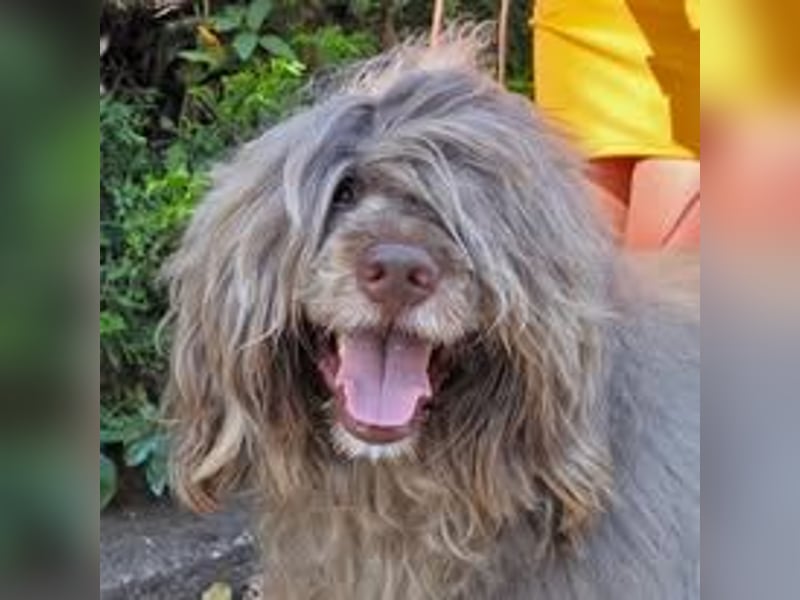 Portugiesische Wasserhund-Welpen