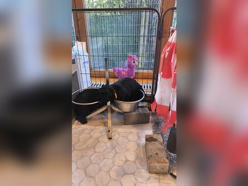 Portugiesischer Wasserhund - Welpen