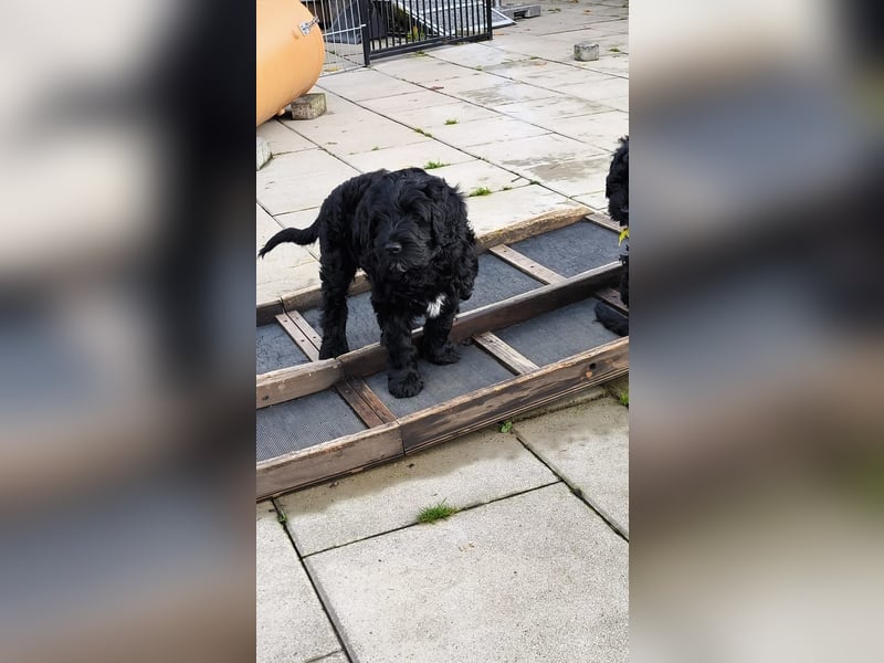 Portugiesische Wasserhund-Welpen