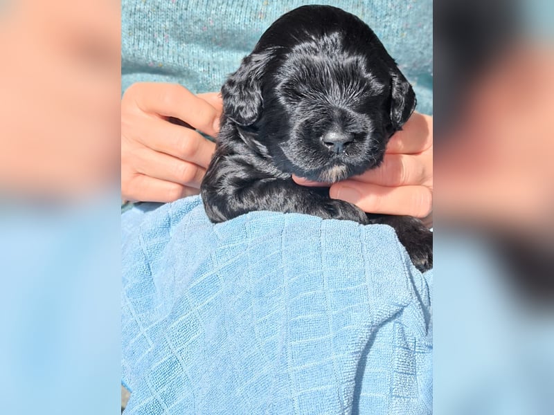 Portugiesischer Wasserhund - Welpen