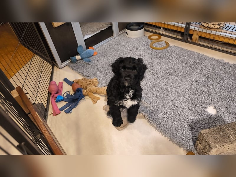 Portugiesische Wasserhund-Welpen