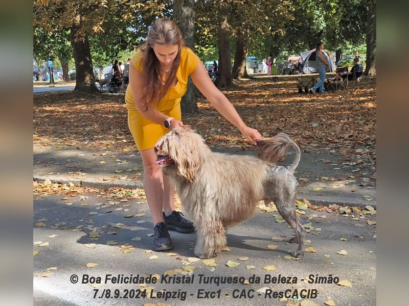 Portugiesischer Wasserhund - Welpen