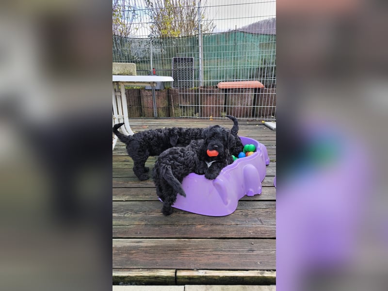 Portugiesische Wasserhund-Welpen