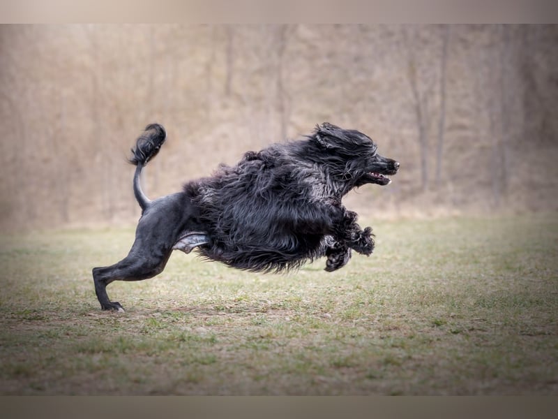 Portugiesischer Wasserhund – geplanter FCI-Wurf im November 2026