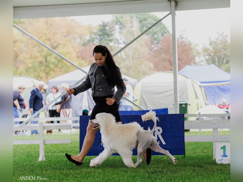 Portugiesischer Wasserhund – geplanter FCI-Wurf im November 2026