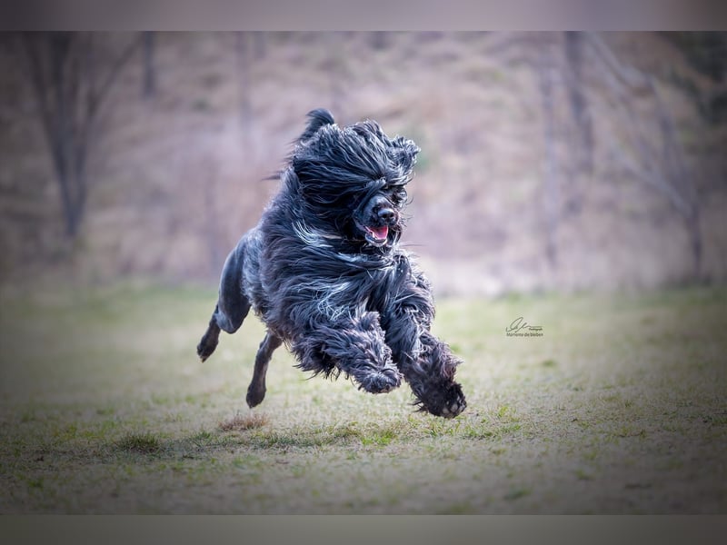 Portugiesischer Wasserhund – geplanter FCI-Wurf im November 2026