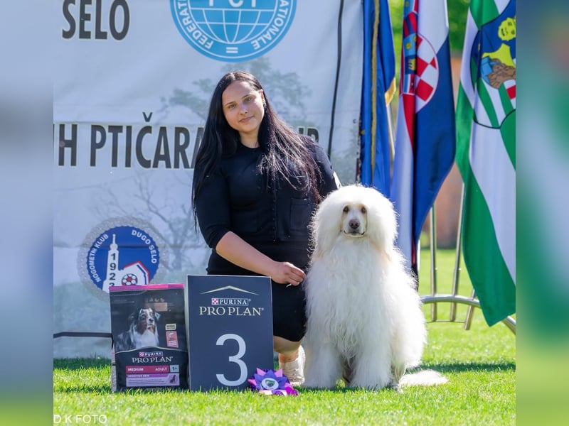Portugiesischer Wasserhund – geplanter FCI-Wurf im November 2026