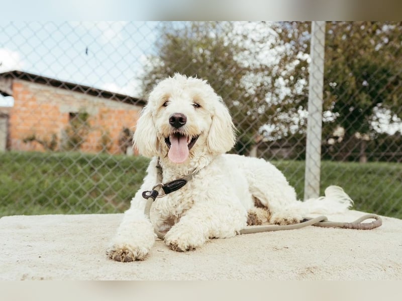 Portugiesischer Wasserhund – geplanter FCI-Wurf im November 2026