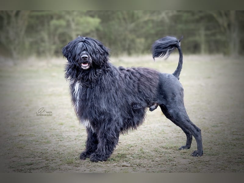 Portugiesischer Wasserhund – geplanter FCI-Wurf im November 2026